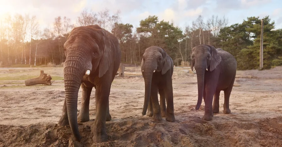 Promotiebeeld van Lake Resort & Safari Resort Beekse Bergen